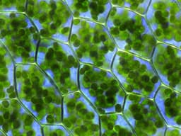 Evolution of photosynthesis