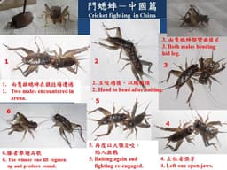 Cricket fighting